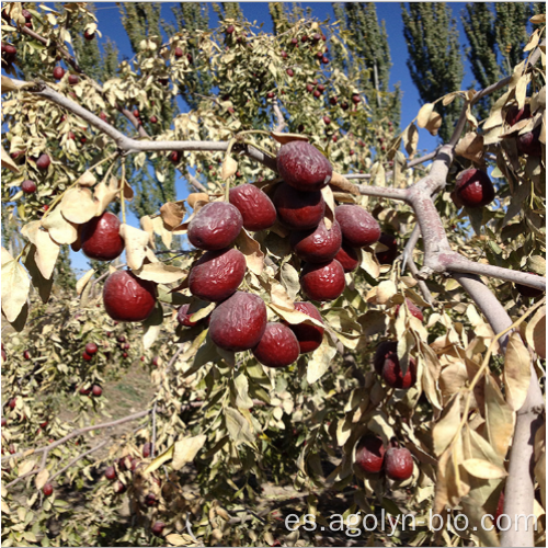 Fruta china de Jujube seca con nuevas fechas de cultivo.